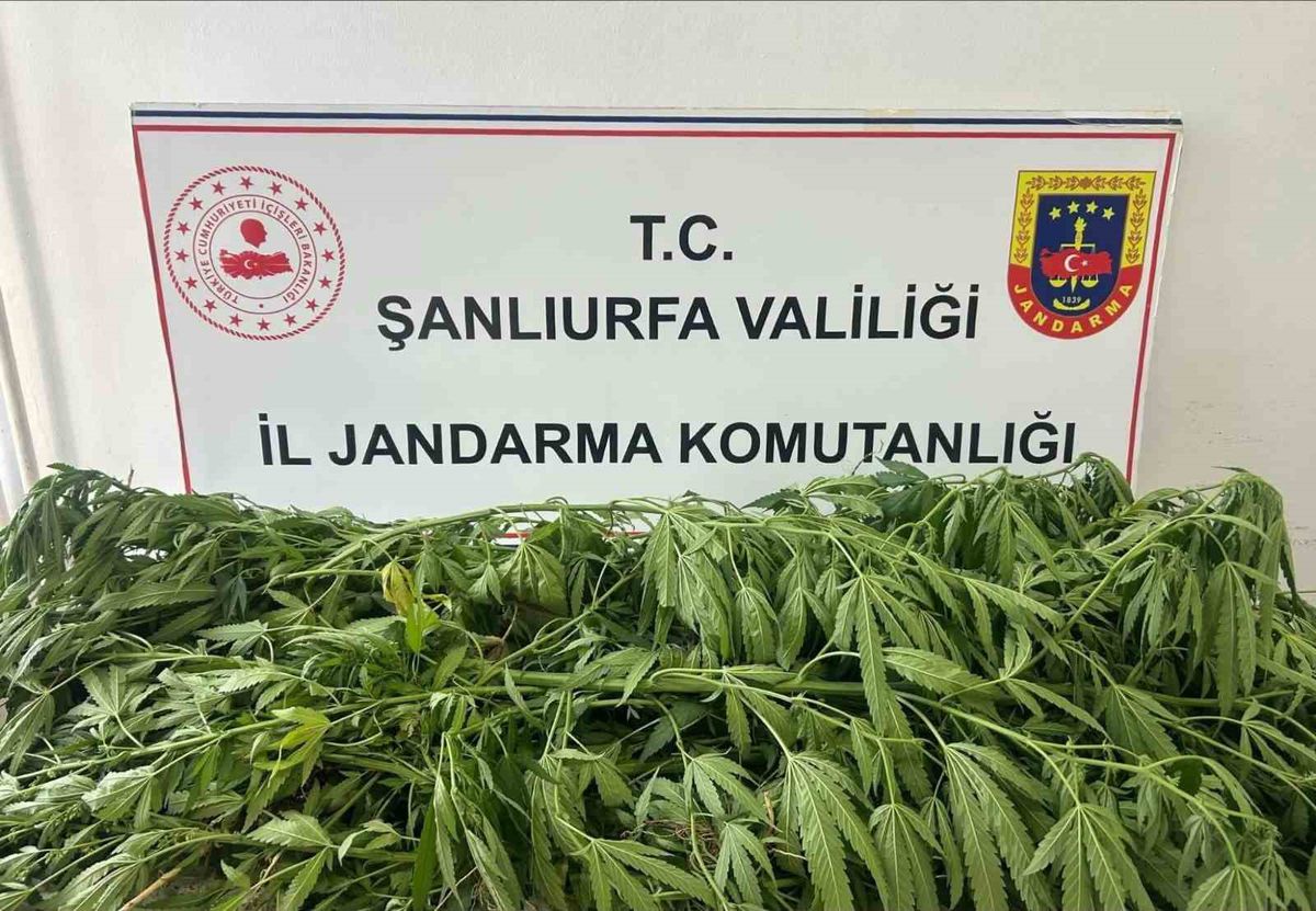 Şanlıurfa’da 35 kök kenevir ele geçirildi: 1 gözaltı