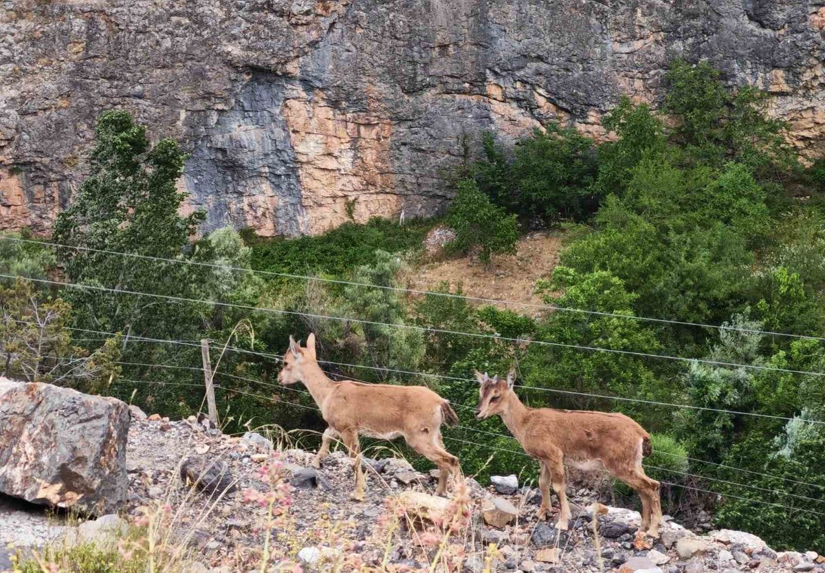 Yerinde duramayan yavru yaban keçilerinin kayalar üzerindeki oyunu kamerada