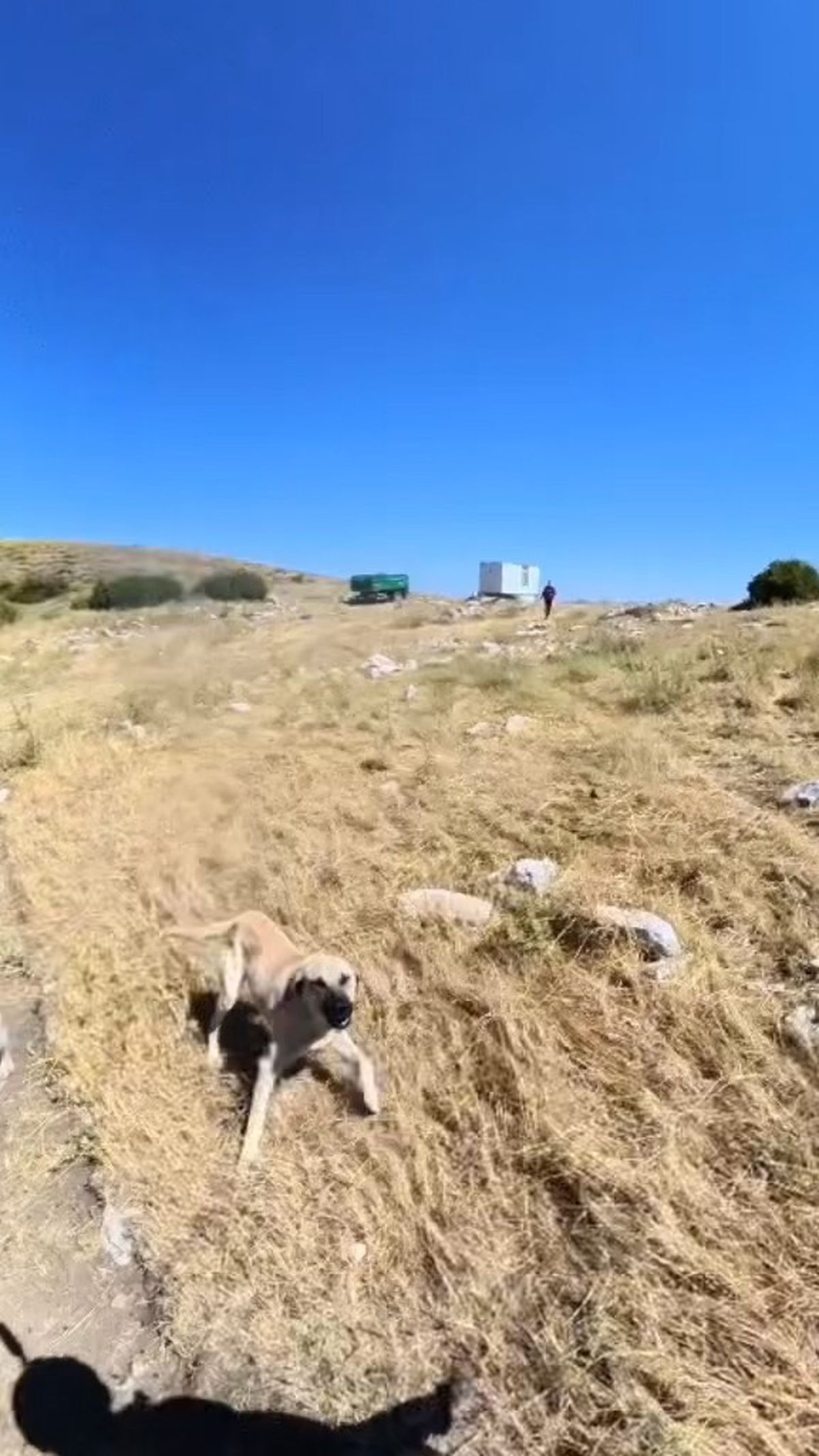 Aladağlar’da BASE Jump sporcusuna çoban köpekleri saldırdı