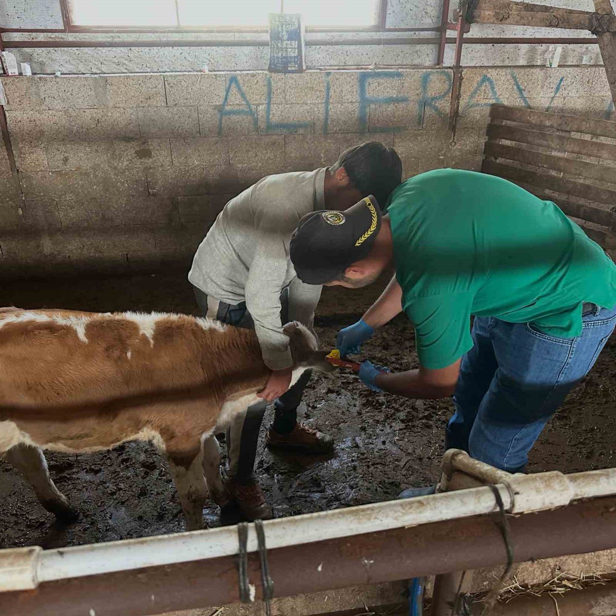 Aydıntepe’de ikinci tur buzağı küpeleme ve aşılama çalışmaları tamamlandı