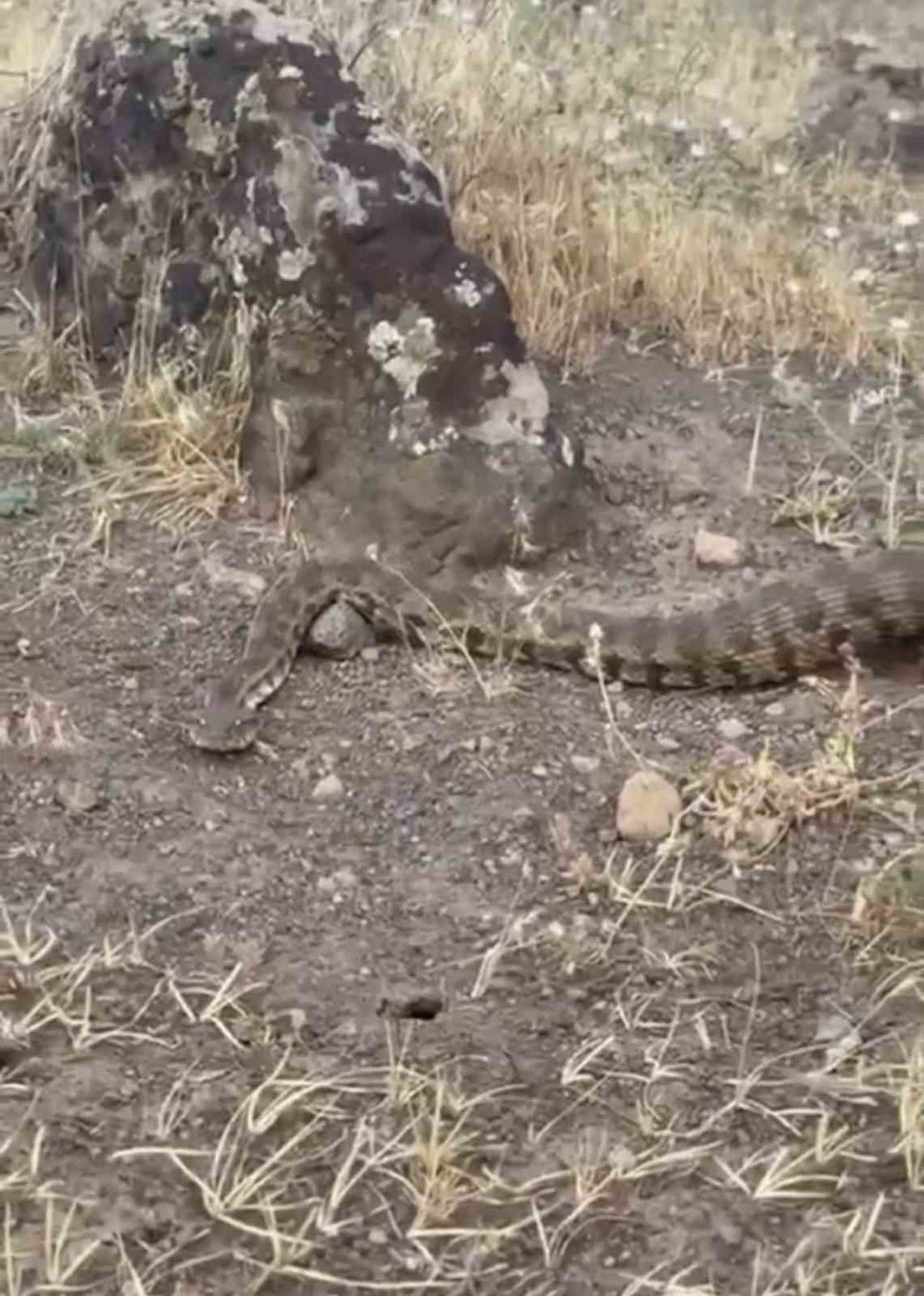 Iğdır’da yerleşim alanına giren koca engerek doğaya salındı