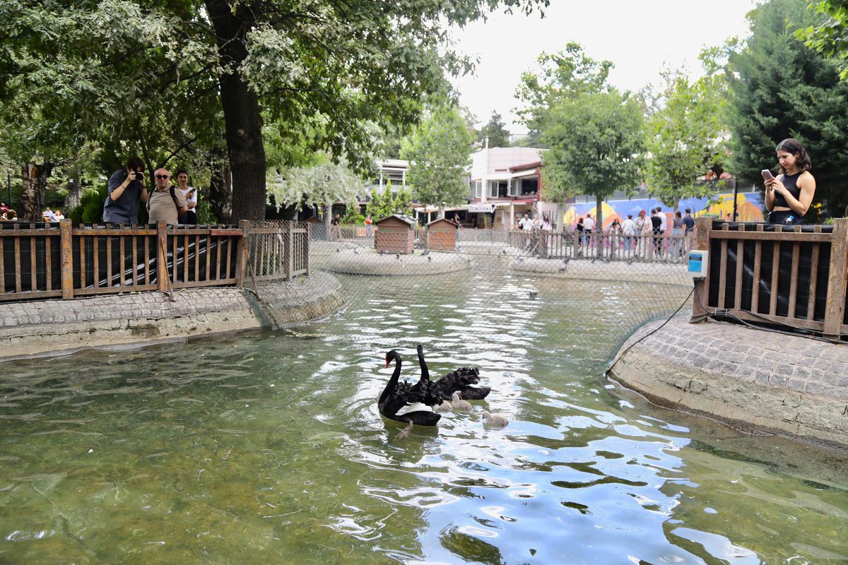Kuğulu Park’ta 4 yeni yavru kuğu dünyaya geldi