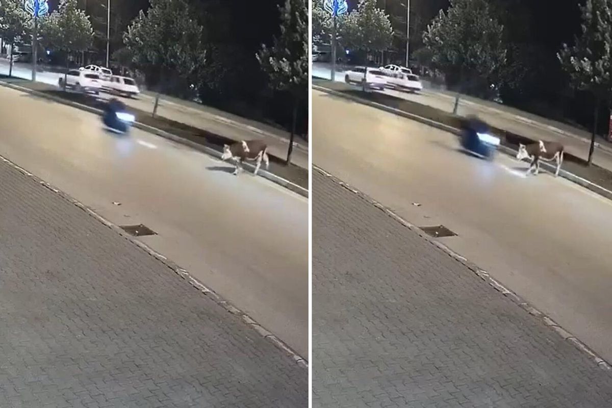 Motosikletlinin önüne bir anda çıktı: Zavallı hayvan olduğu yerde can verdi