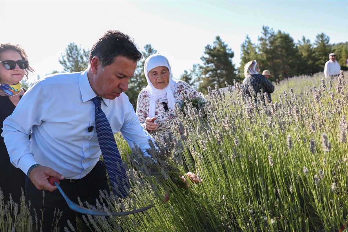 Muğla'da Koku Vadisi'nde lavanta hasadı başladı
