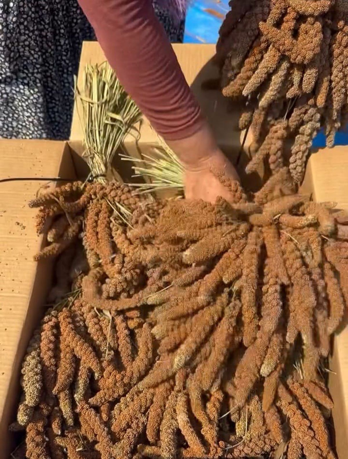Osmaniye'de kuş yemine yönelik 'dal darı' hasadı başladı; kilosu tarlada 4 dolara ihraç edildi
