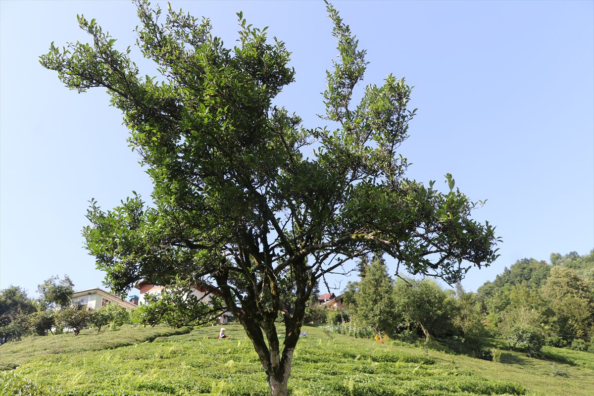 Rize'de yaklaşık 70 yıldır budanmayan çay ağacı görenlerin ilgisini çekiyor