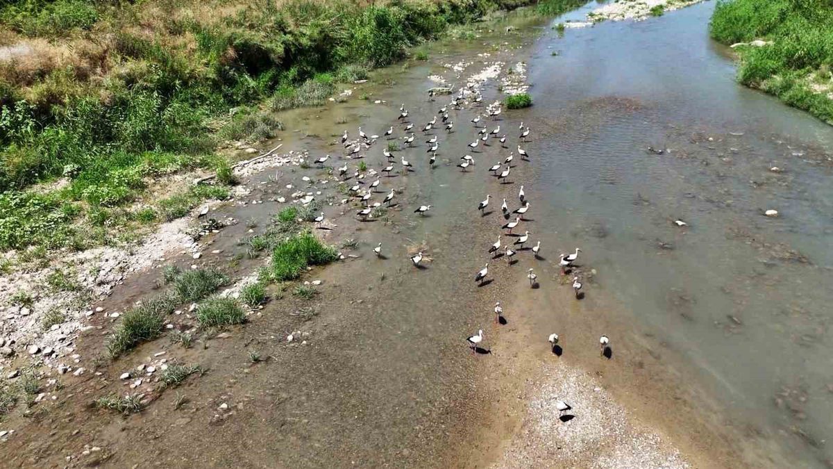 Soğanlı Çayı’nı mesken tutan leylekler dronla görüntülendi