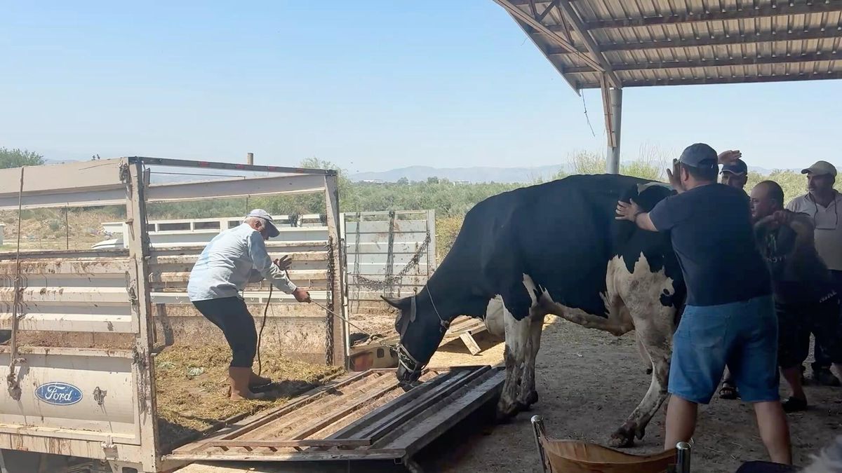 Aydın'daki orman yangını 3'üncü gününde
