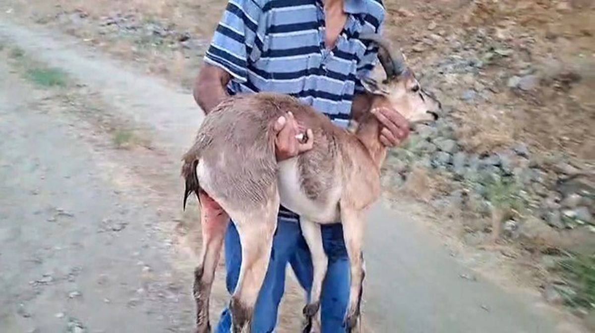 Elazığ’da bir şahıs, köpeklerin saldırdığı dağ keçisini kucağında taşıdı