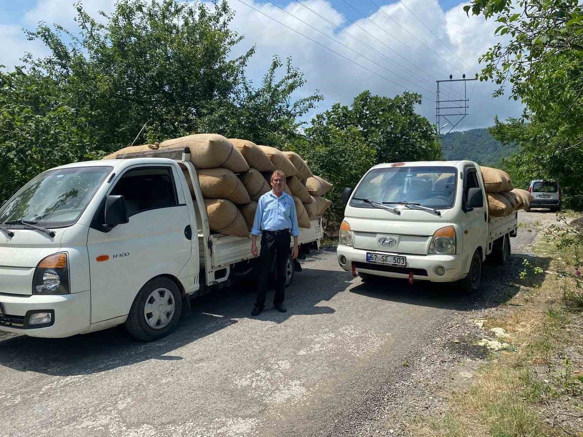 Fındık tüccarından üreticiye kritik uyarı: 'Dalından toplamayın, yere dökülmesini bekleyin'