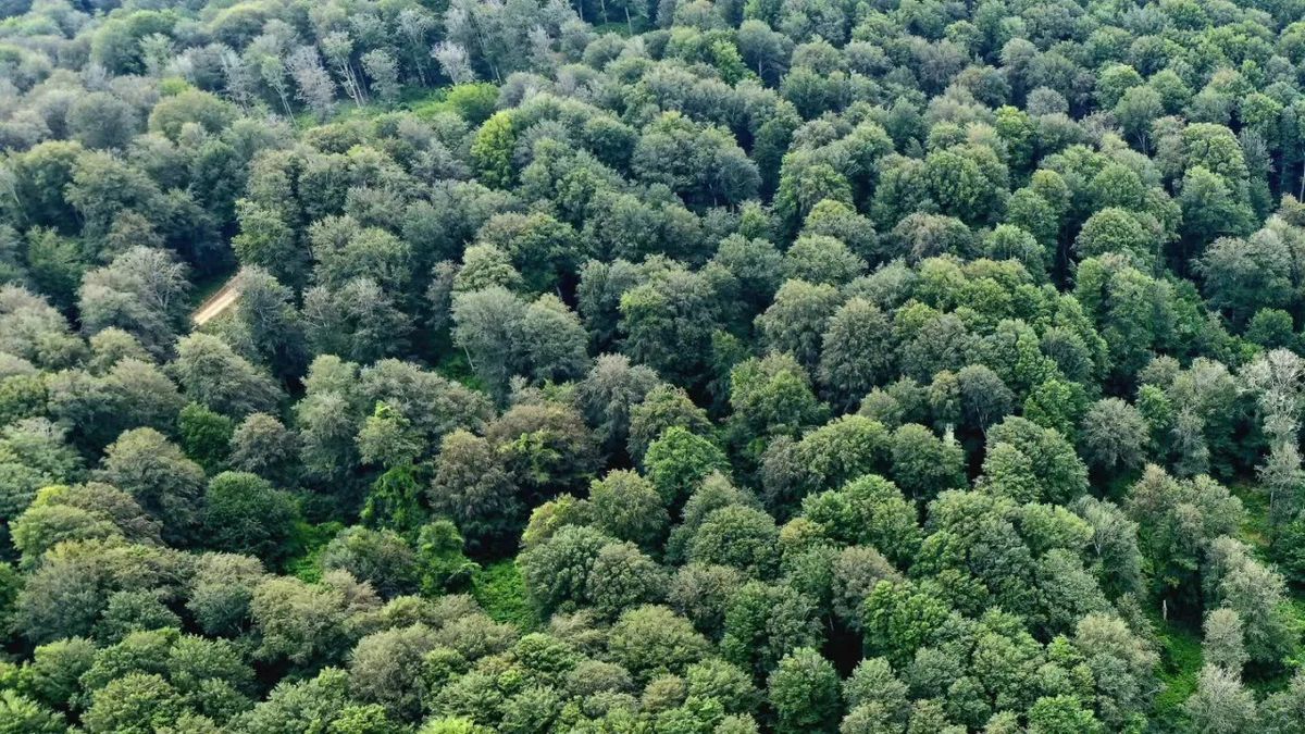 Sinop’ta kayın ormanları için doğal gençleştirme seferberliği
