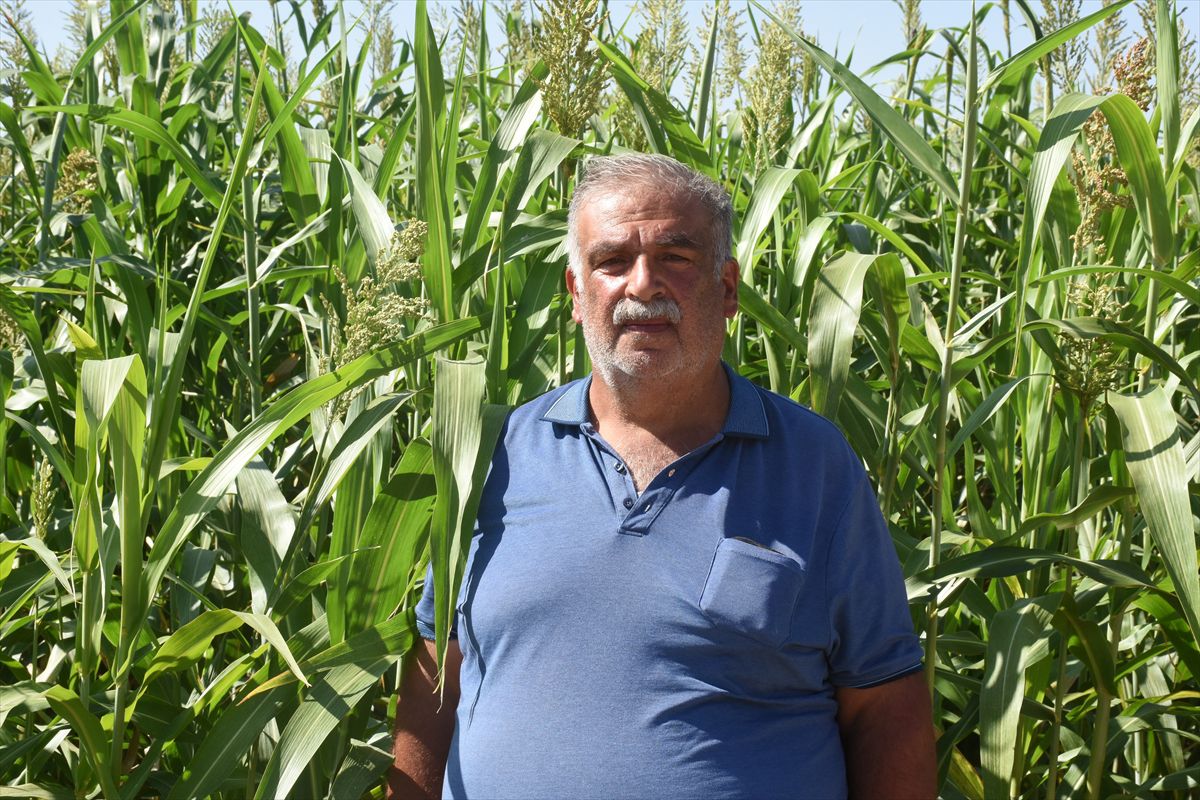 Sorgun otu Malatya'da hayvancılığın kaba yem ihtiyacına alternatif oldu