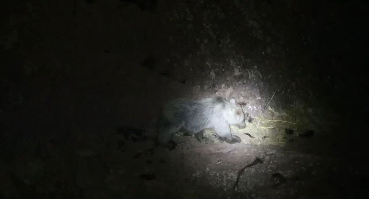 Tunceli’de gece kamerasında domuz ve ayı aynı anda görüntülendi
