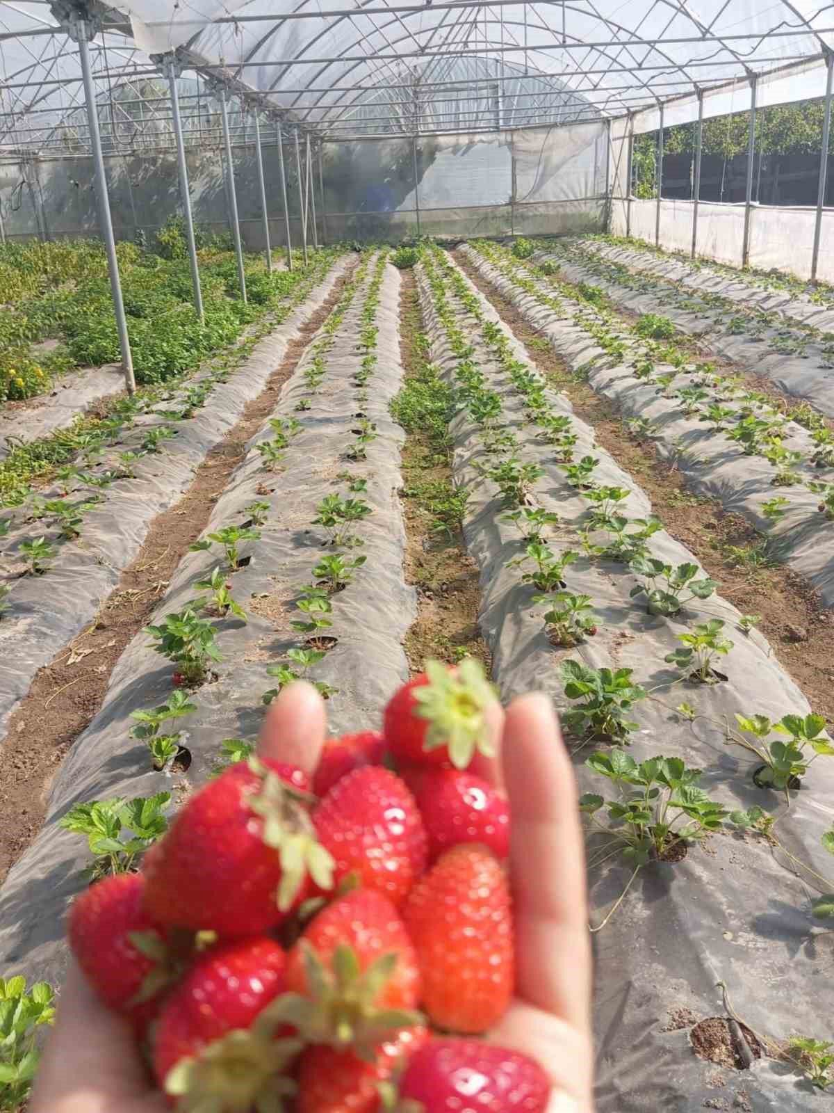 Üzümsü meyve bahçelerinde teknik kontrol yapıldı
