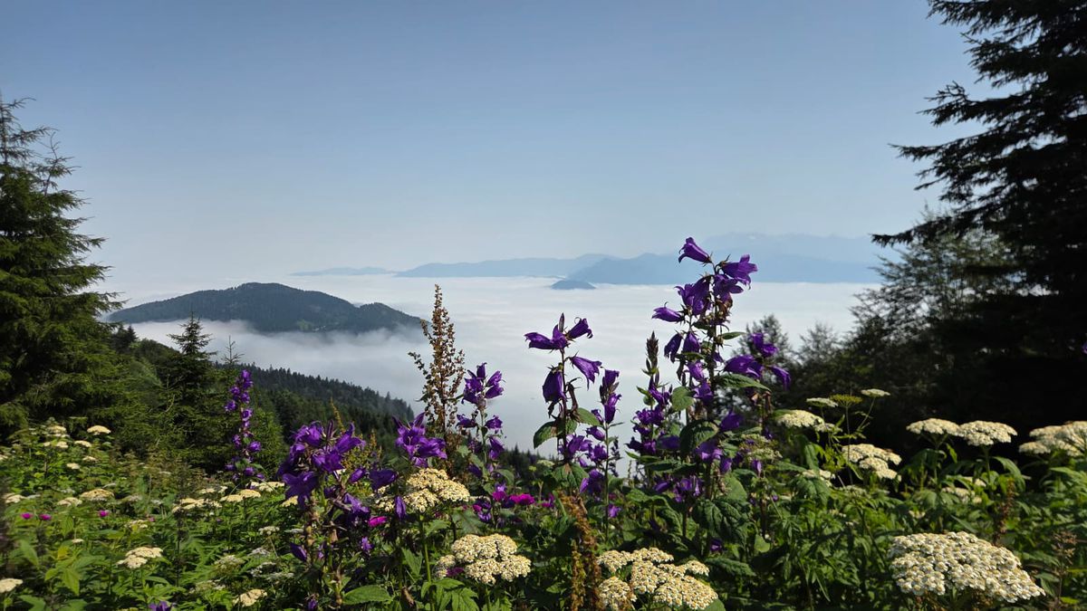 Artvin'de sis bulutu dronla görüntülendi