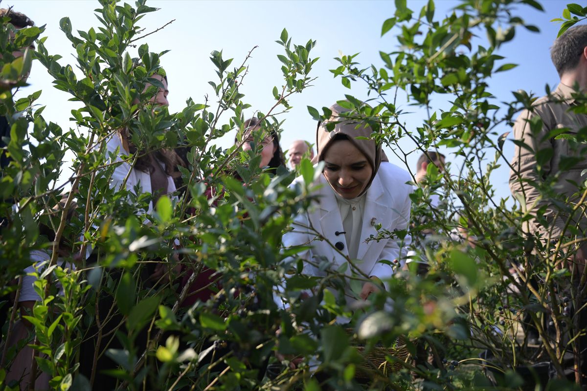 Bakan Göktaş, Düzce'de devlet korumasındaki çocuklarla yaban mersini topladı