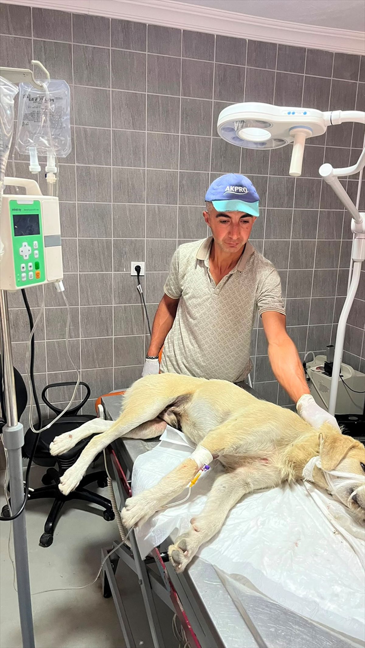 Bilecik'te aracın çarptığı köpek tedavi altına alındı