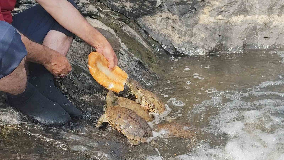 Doğa Fotoğrafçısı Kaplumbağaları kendi eliyle besliyor