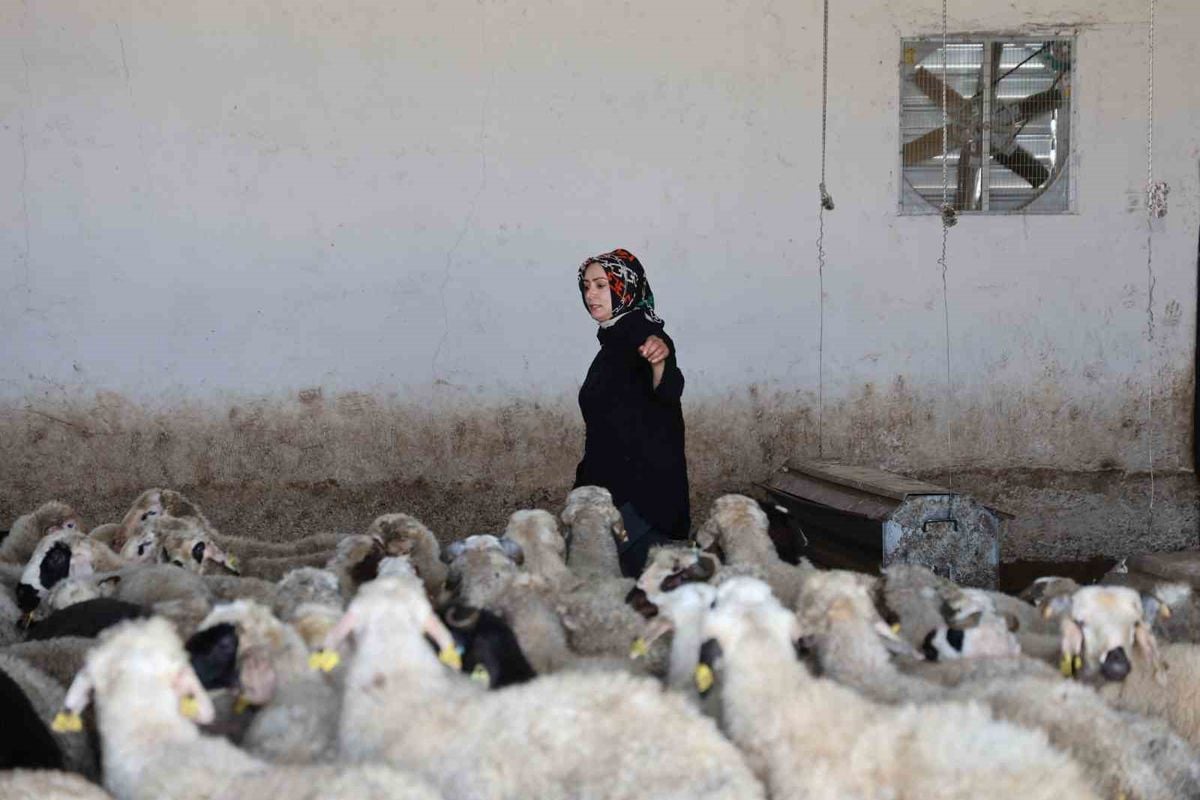 Elazığlı kadın girişimci devlet desteğiyle 500 başlık çiftlik kurdu