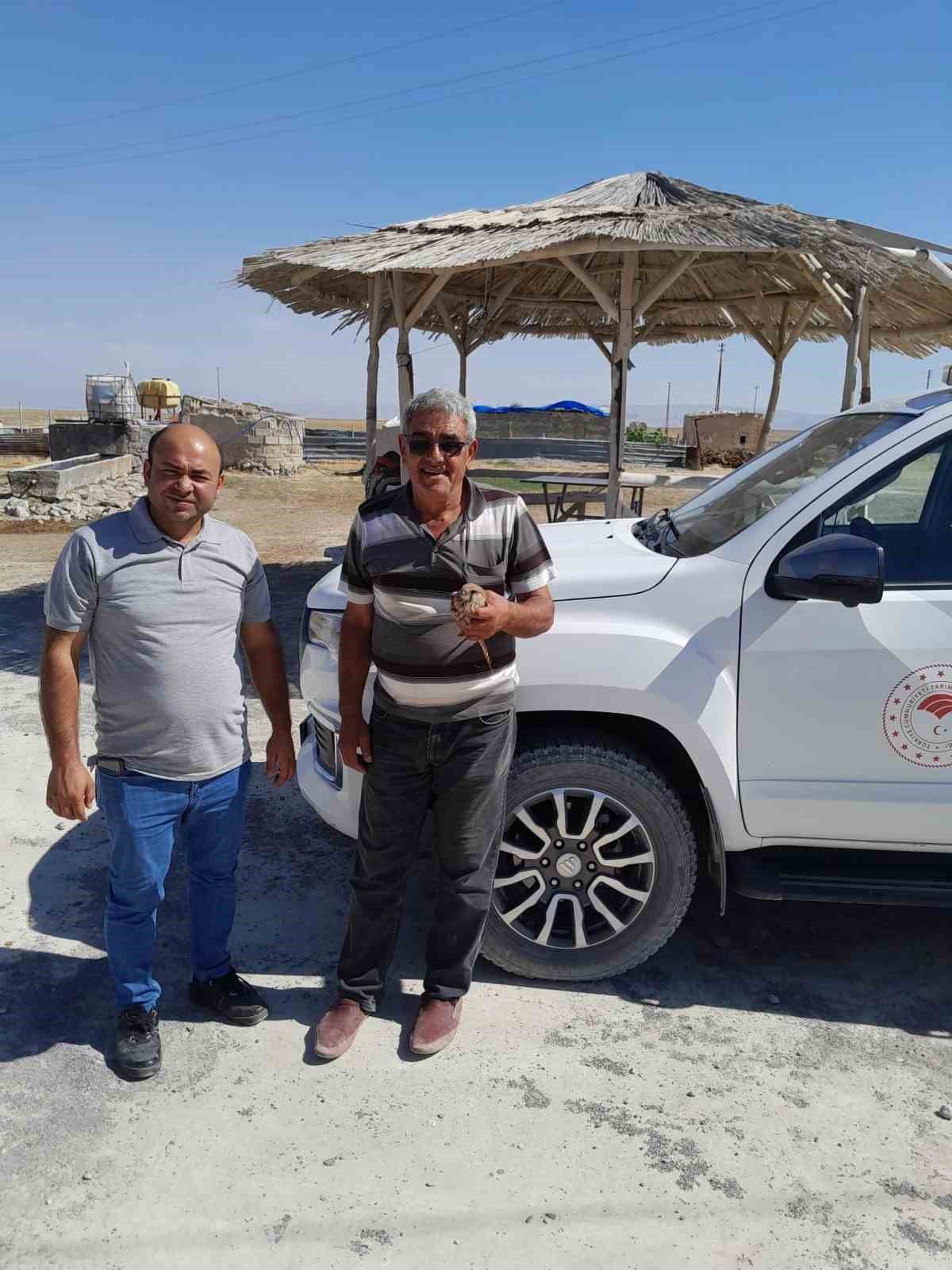 Kanadından yaralanan kızıl şahin, duyarlı çiftçinin dikkatiyle kurtuldu