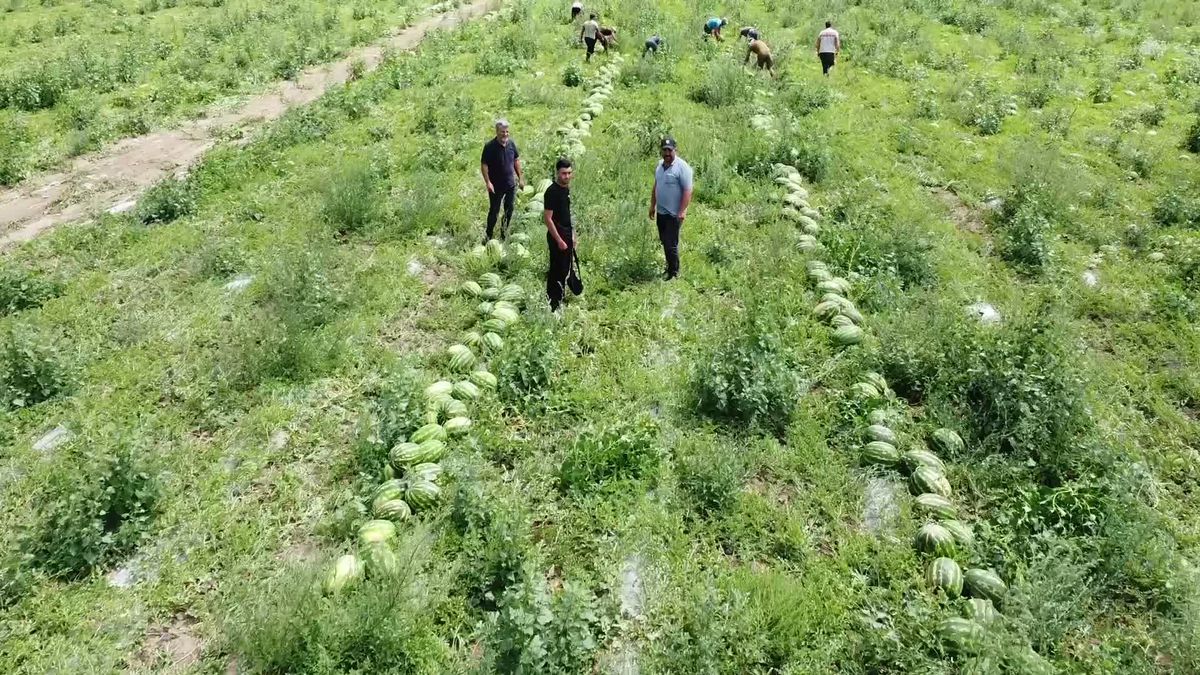 Karpuz hasadına başlayan Yozgatlı üretici: “Çiftçiliğin sürdürebilir bir tarafı kalmamış”