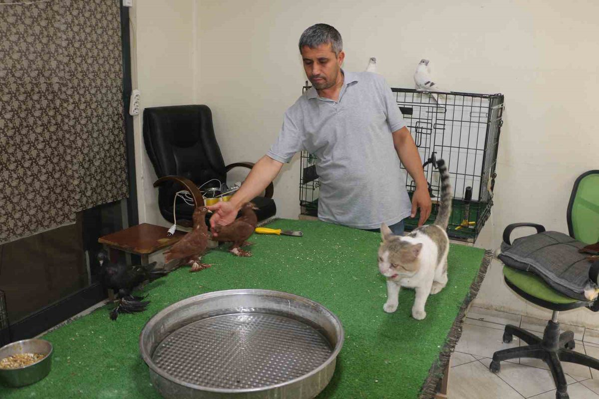 Milyonluk güvercinleri ’azılı düşmanları’ koruyor