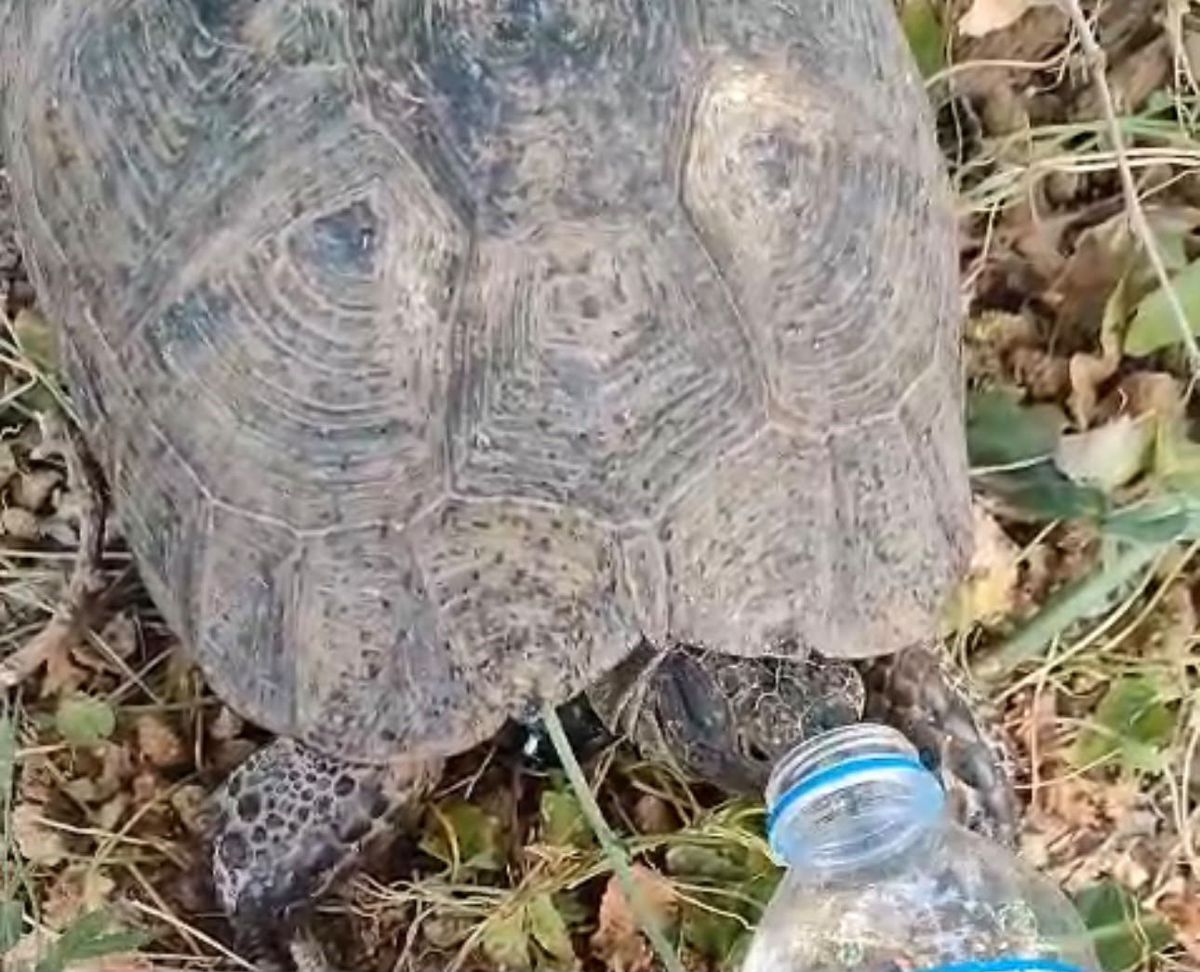 Susayan kaplumbağaya vatandaş eliyle su içirdi