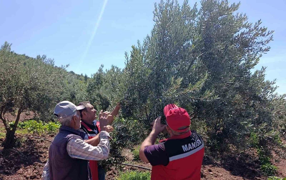 Akhisar'da Zeytin Üreticilerine Hastalık ve Zararlılarla Mücadele Eğitimi