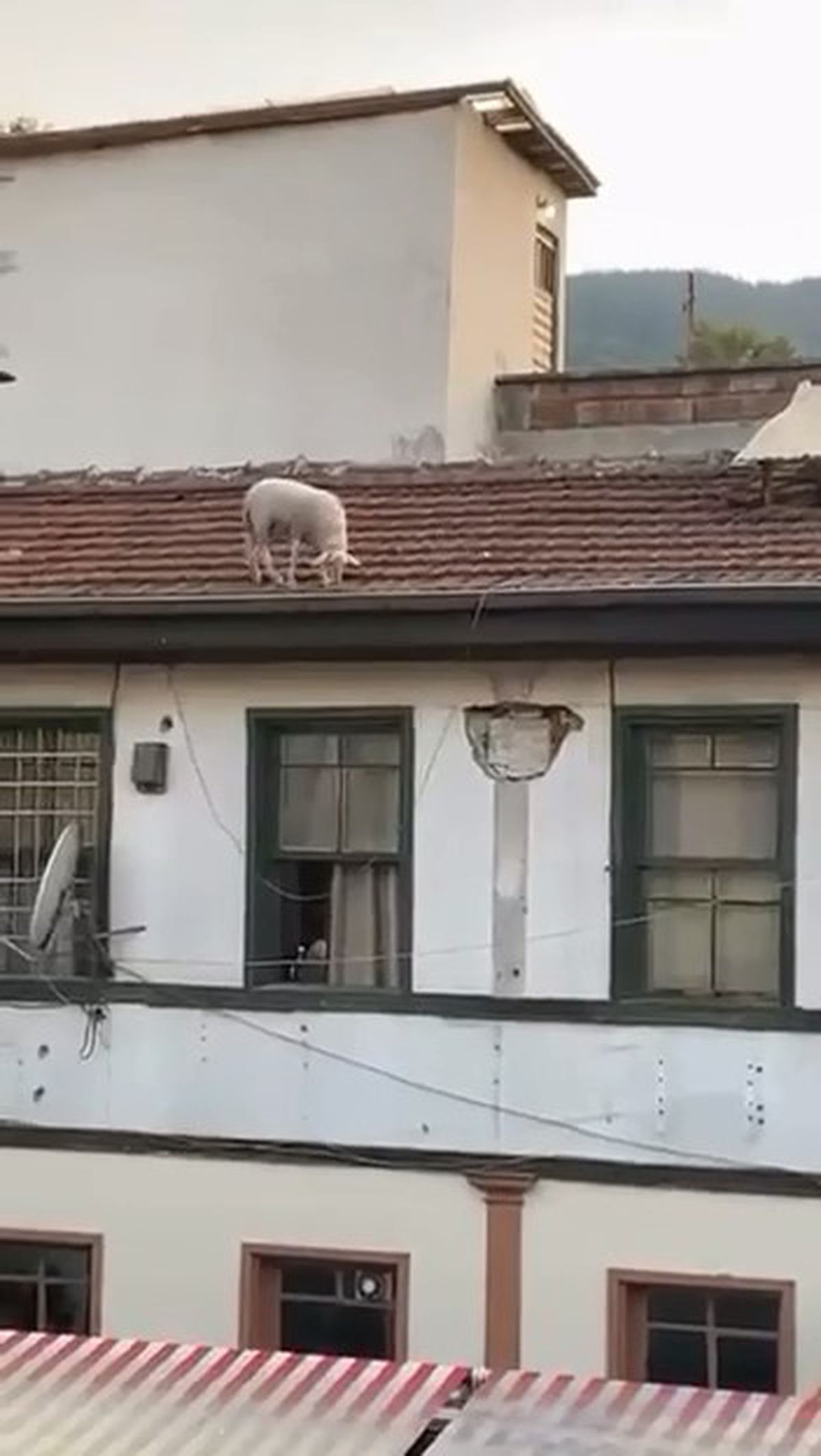 Çatıda Otlayan Koyun Kahvehaneyi Ayağa Kaldırdı