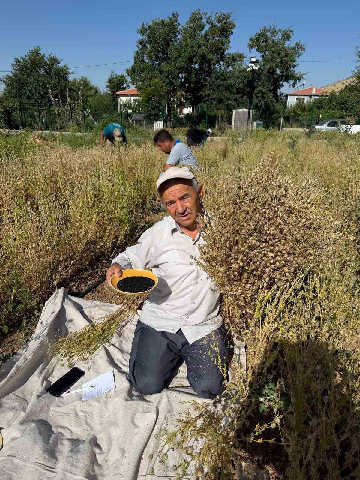 Develi'de Çörek Otu Hasadı Başladı: Bir Tohumdan 700 Ürün