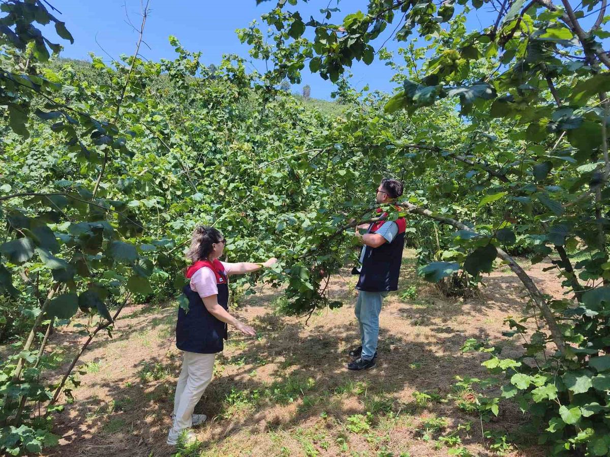 Düzce'de 2026 Fındık Hasat Tarihleri Açıklandı