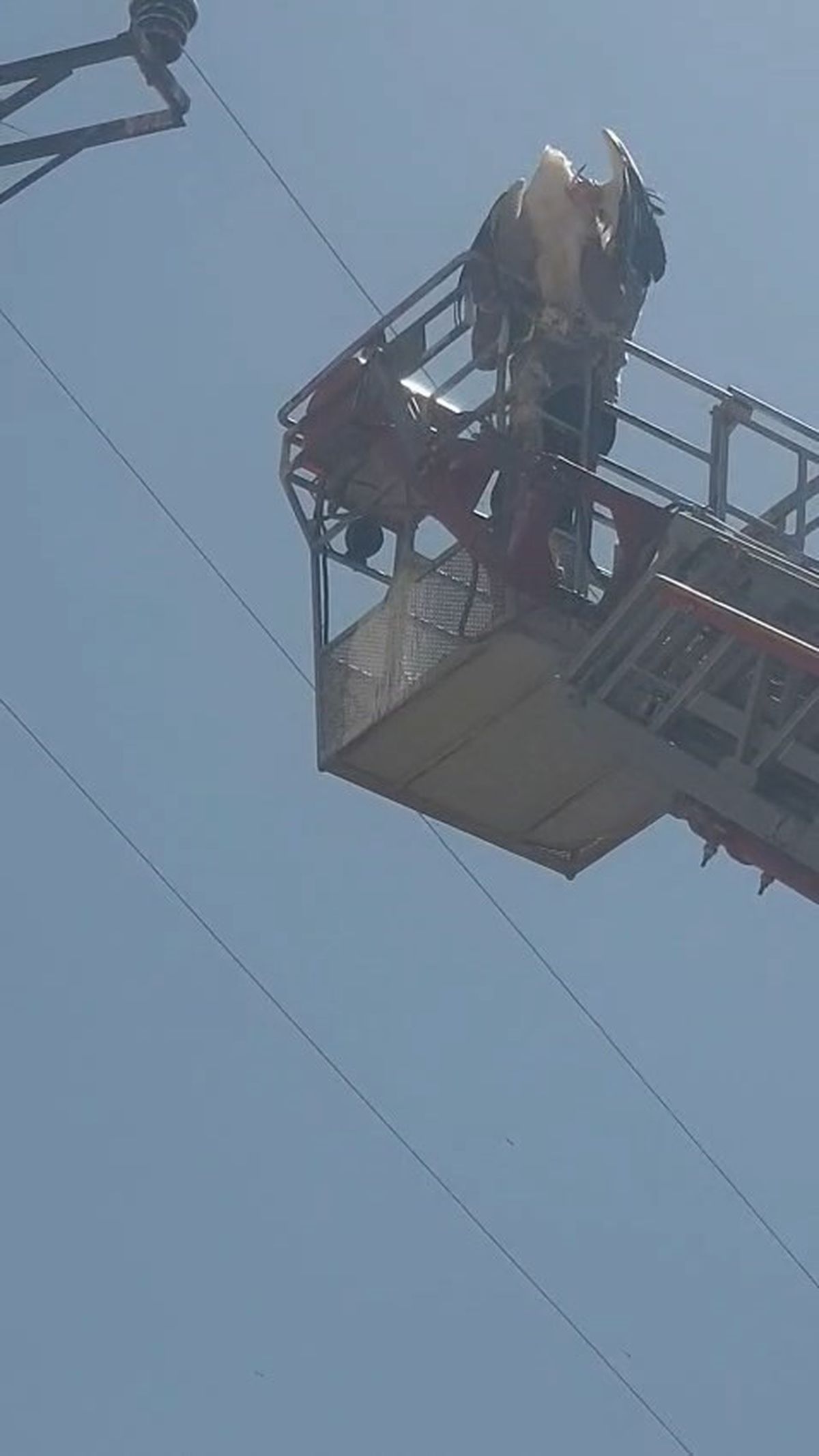 Palu'da Yaralı Leylek İtfaiye Ekiplerince Kurtarıldı