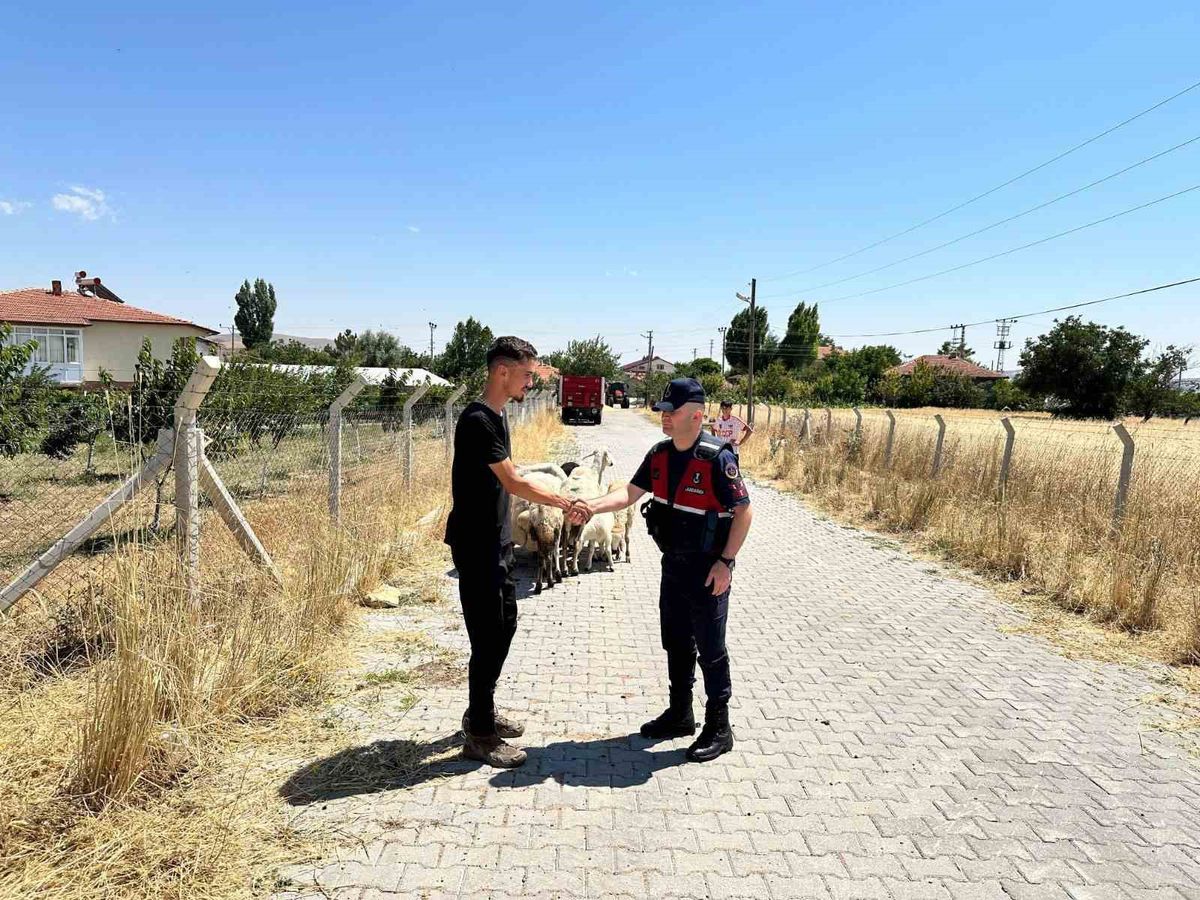 Yozgat'ta Kaybolan 15 Küçükbaş Hayvan Jandarma Sayesinde Bulundu