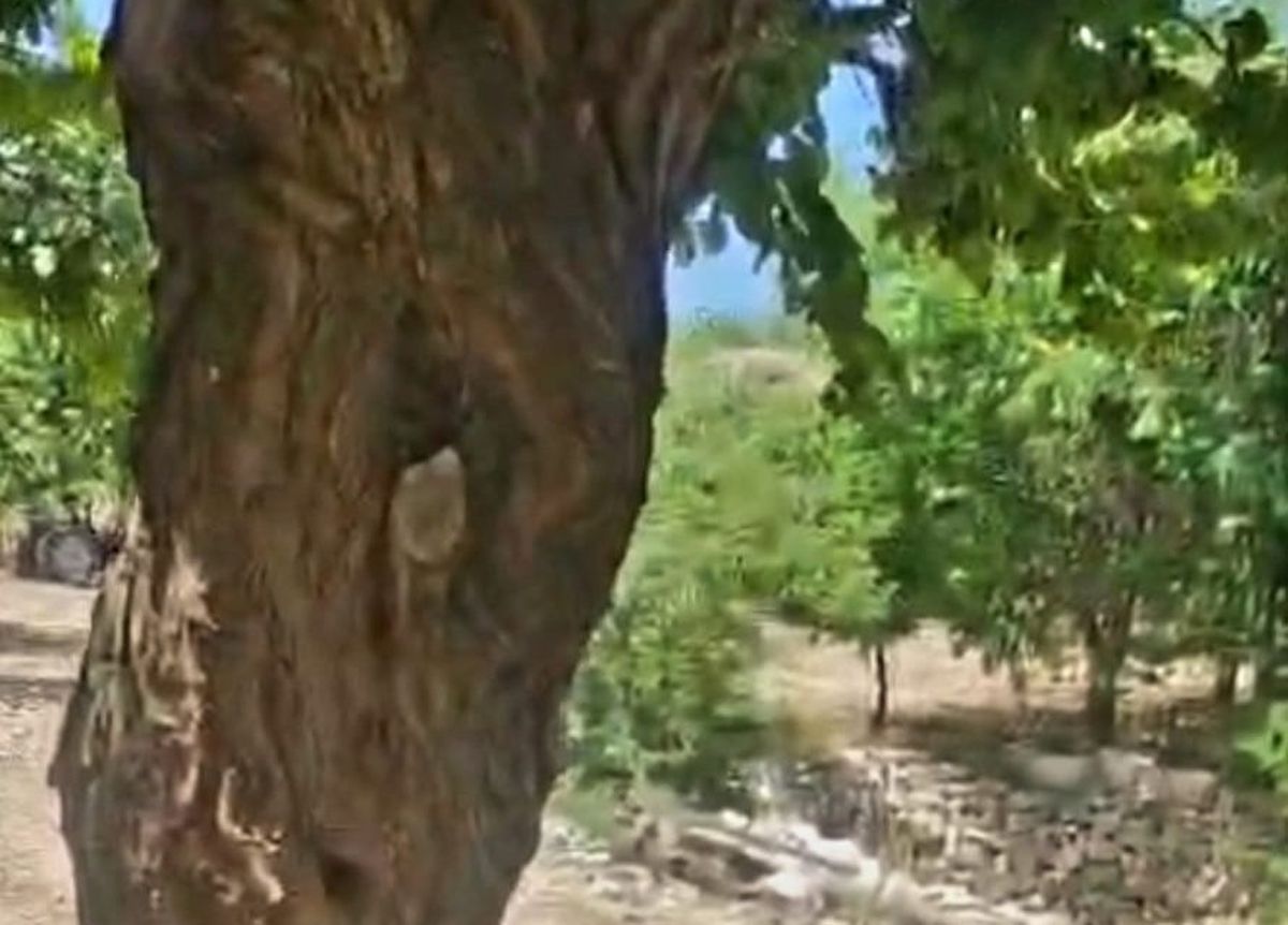 Kayısı Ağacı Doğal Kovana Dönüştü