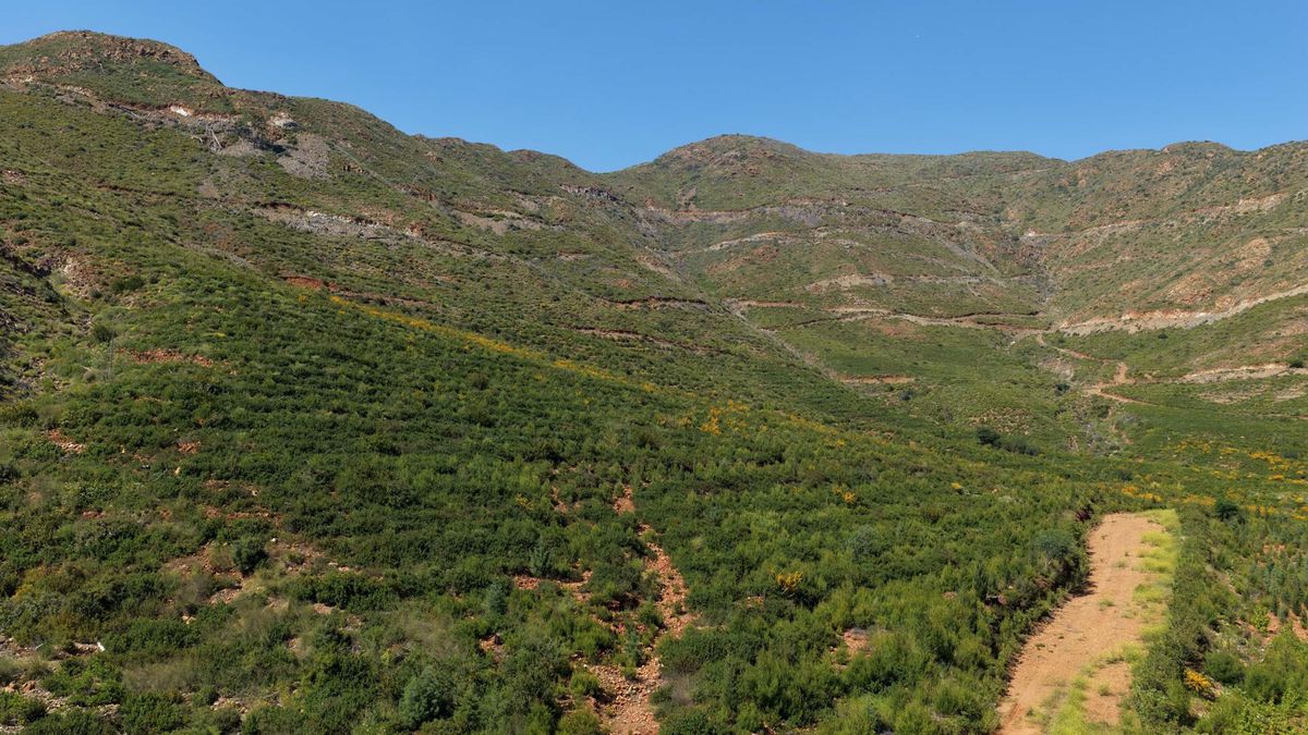 Muğla'nın Yanan Ormanları 5 Yılda Yeniden Yeşile Büründü