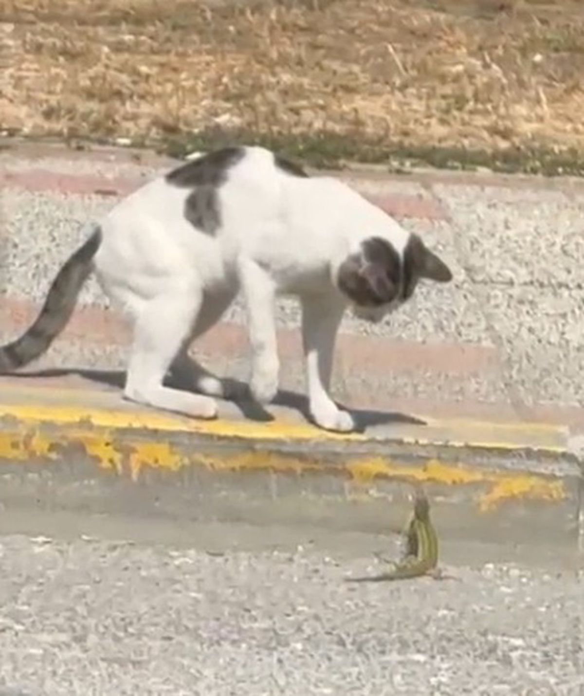 Silivri'de kedi-kertenkele kavgası kamerada