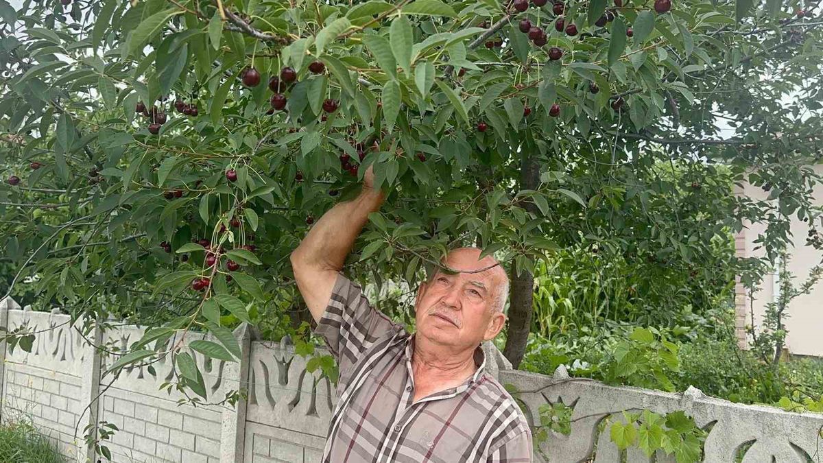 Vişne hasadı 80 liradan başladı