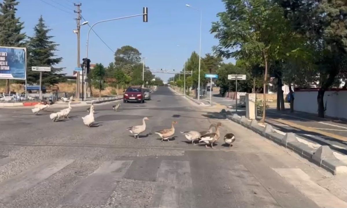Kazların Cadde Yürüyüşü Trafiği Gerdi
