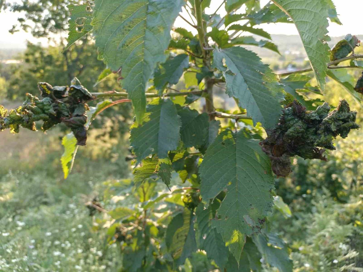Aydın'da Kestane Üretimi Gal Arısı Tehdidi Altında