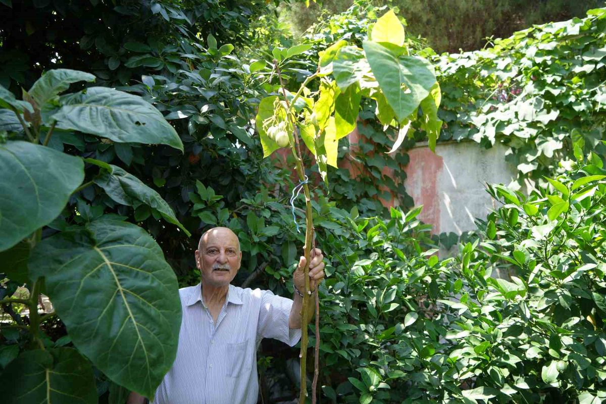 Emekli öğretmenin dünya bahçesi: 120 tür Karadeniz'e uyum sağladı