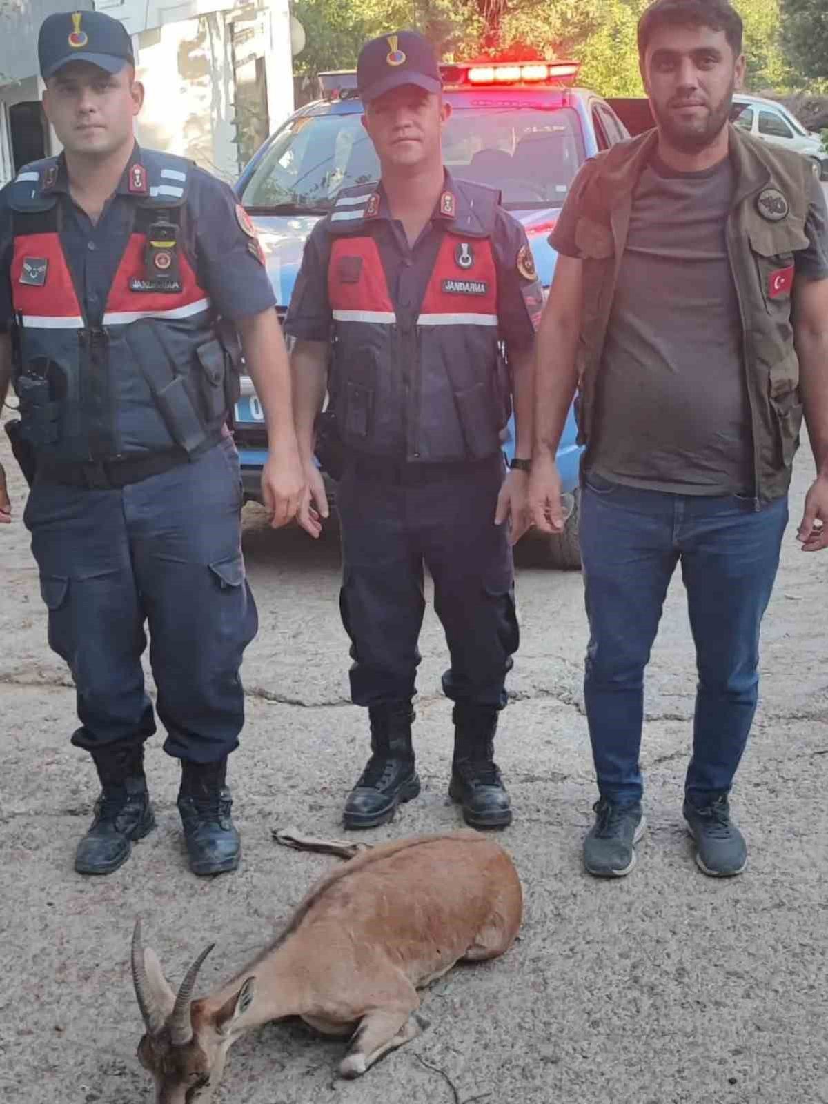 Yaralı Dağ Keçisi Jandarma ve Doğa Koruma Ekiplerinin Himayesinde