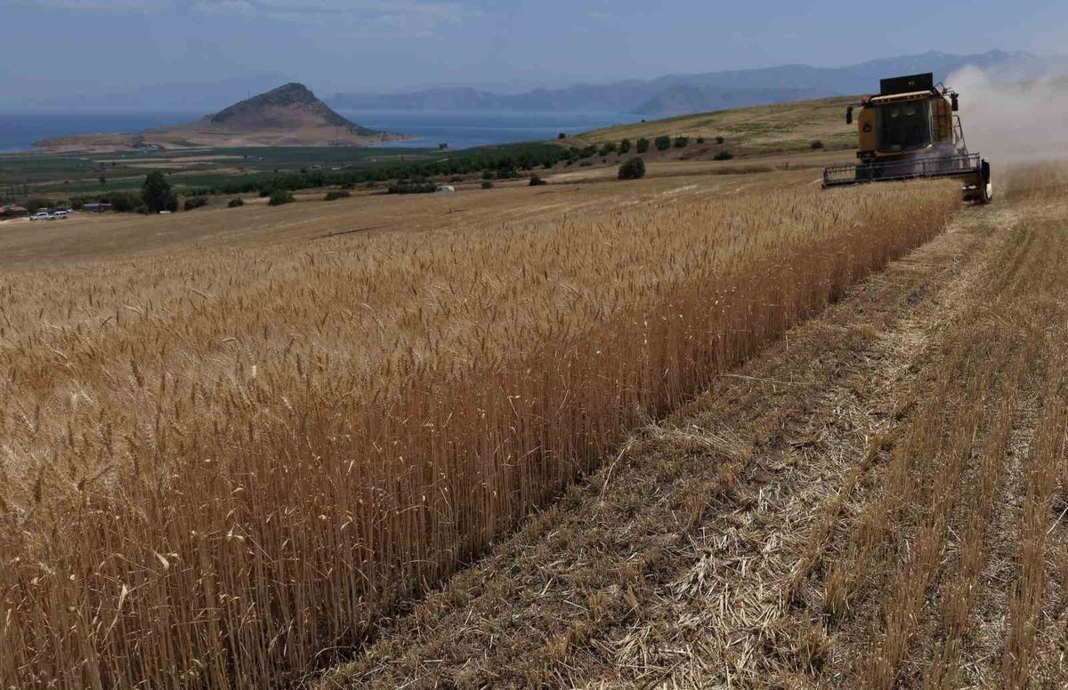 Tatvan'da Buğday Hasadı Başladı: Verim Yüksek, Fiyat Beklentisi Karşılamıyor