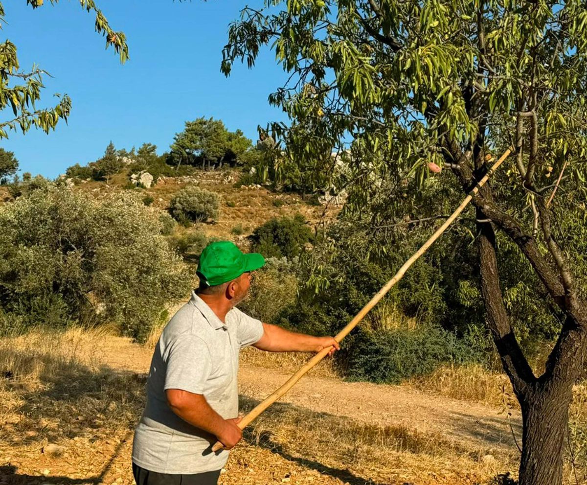 Datça'da badem hasadı başladı