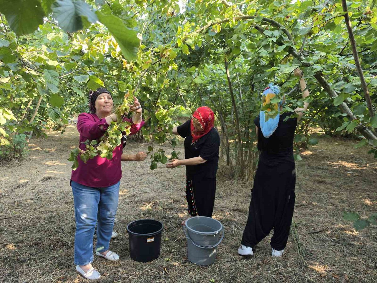 Düzce'de Kadınlar İmece Usulüyle Fındık Hasadına Başladı