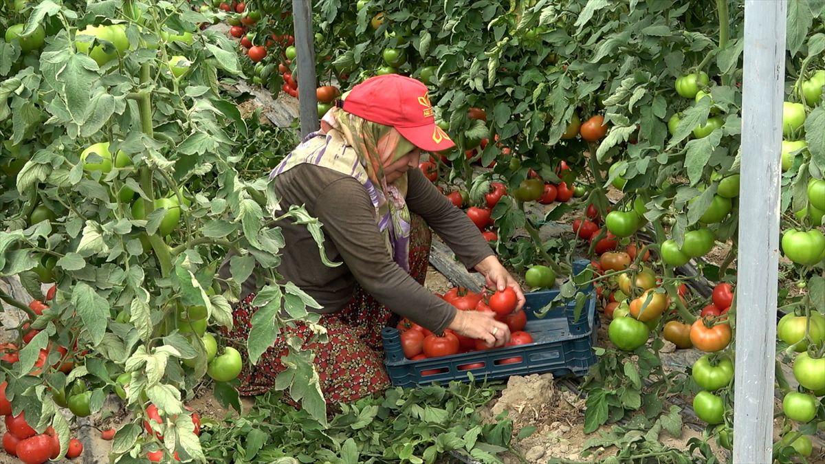 Deregümü domatesi 19 yıldır iç ve dış pazarda