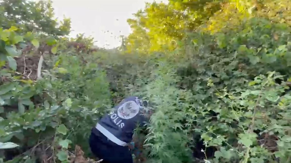 Arnavutköy'de Ormanlık Alanda Kenevir Operasyonu