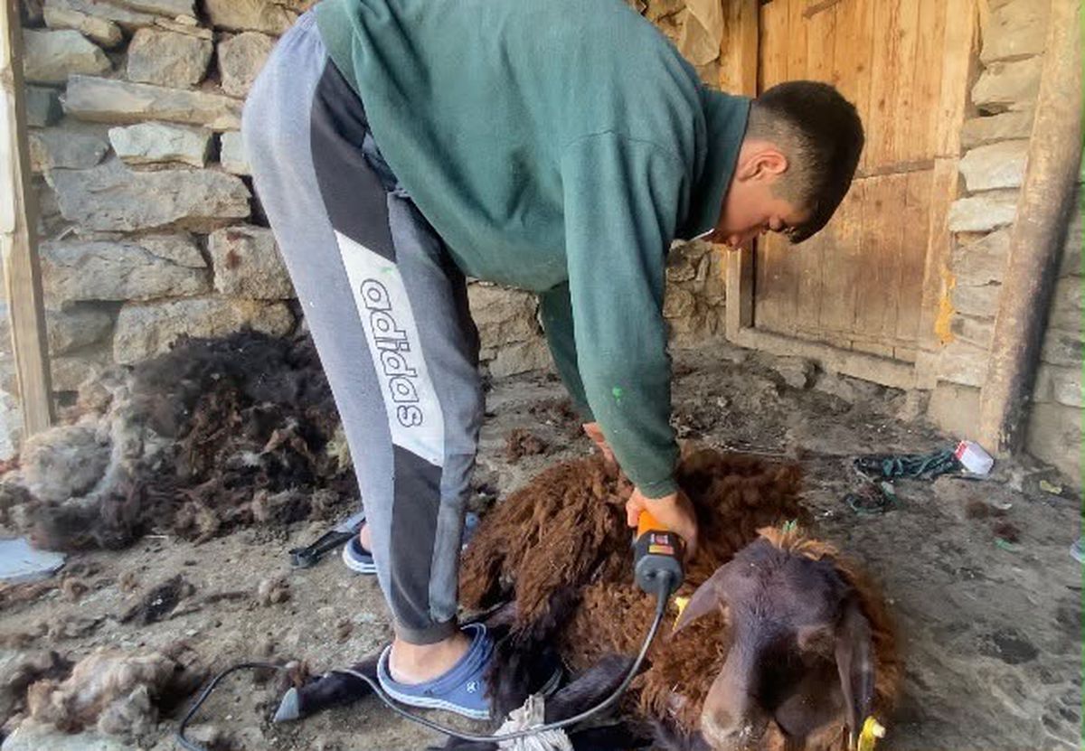 Patnos'ta Koyun Kırkım Mesaisi Başladı