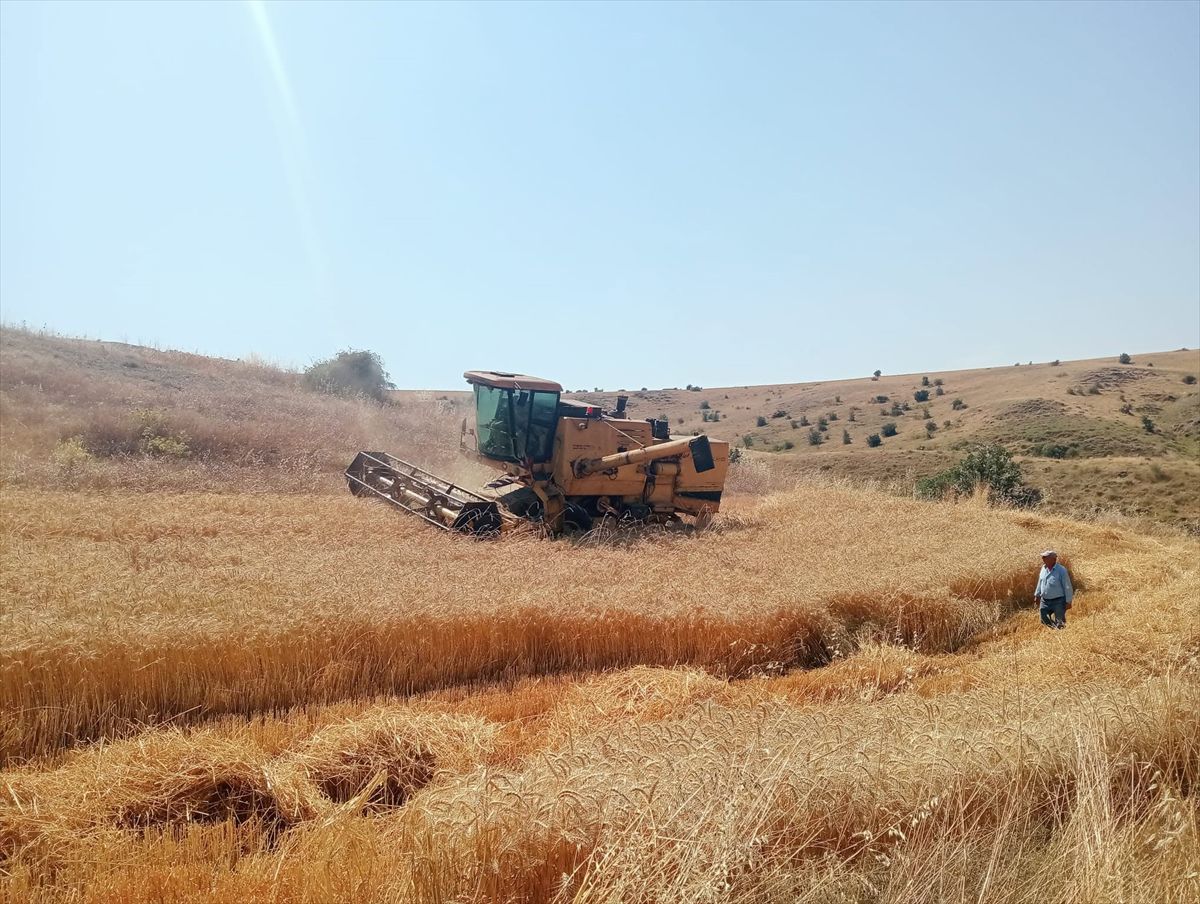 Merzifon'da Hububat Hasatında Biçerdöver Denetimleri Sürüyor