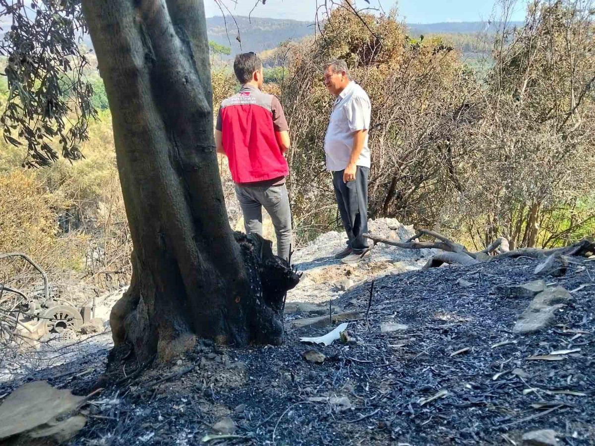 Muğla'da orman yangını hasar tespit çalışmaları sürüyor