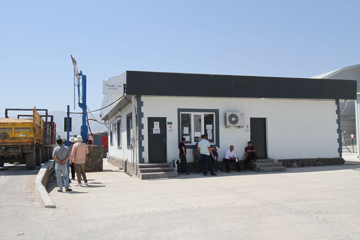 Muş Ovası'nda Buğday Hasadı Tamamlandı, TMO'ya Teslim Sürüyor
